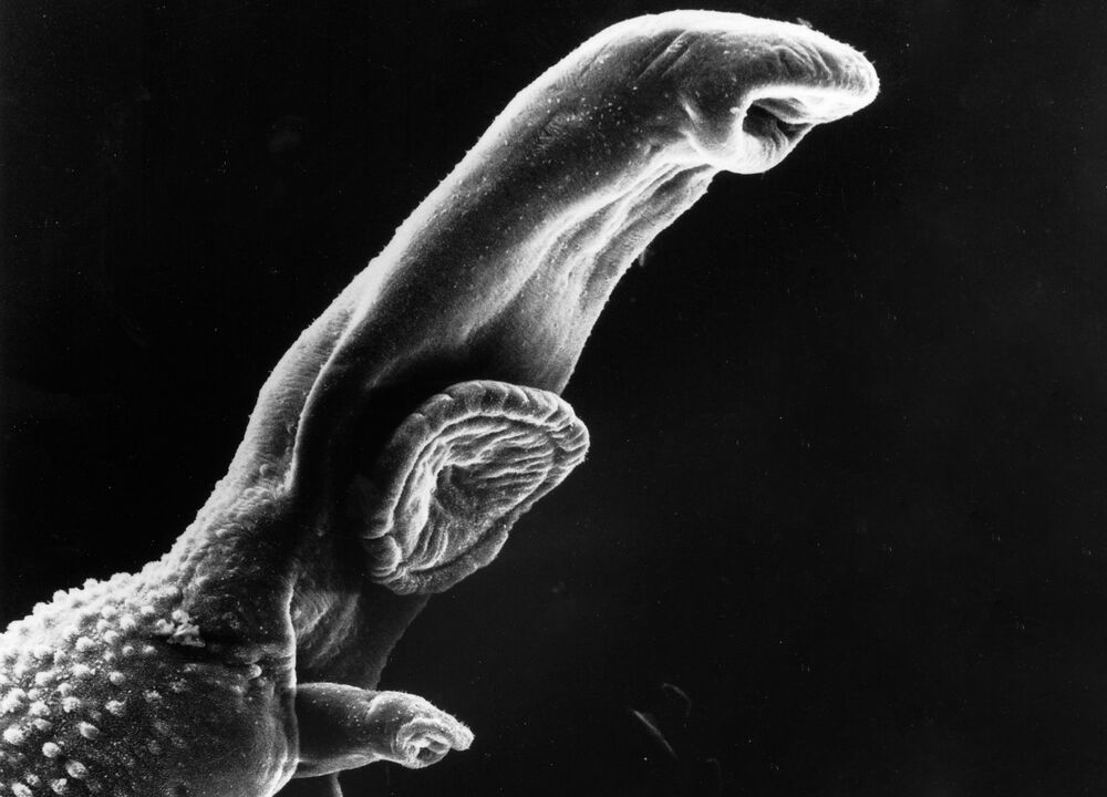 Schistosoma - бул мите, анын жашоо цикли аралык ээси талап кылынат. 