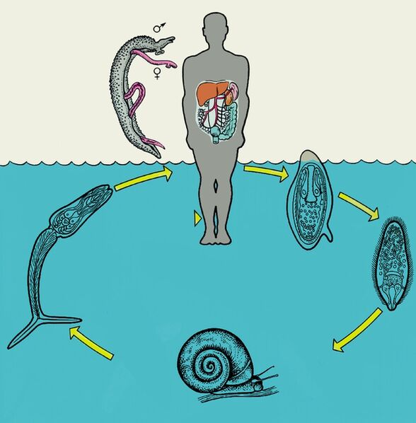 Schistosoma жашоо цикл диаграммасы